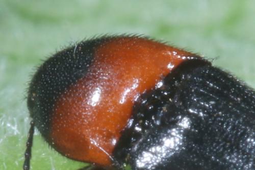 Réf. 357 654 : Ampedus sinuatus